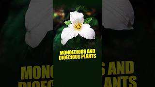 II Monoecious and Dioecious Plants II [upl. by Eintihw]