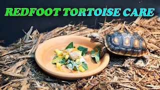 HOW TO CARE FOR THE REDFOOT TORTOISE [upl. by Eisac]