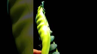 Tall Pea Pod by Randy Walker glassart artcollector contemporaryart peapod [upl. by Whitcher922]