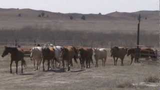 Pitzer Ranch 2013 Spring Broodmare Gather [upl. by Adnaugal]