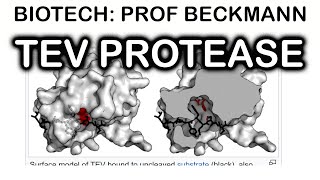 TEV protease [upl. by Venu]