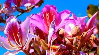 Orchid Tree Bauhinia variegata La Costa California [upl. by Amaso]