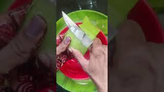 How to make aloe vera gel at home100pure and fresh [upl. by Joane]