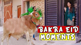 Bakra eid moments 2020 by Peshori vines [upl. by Elyagiba424]