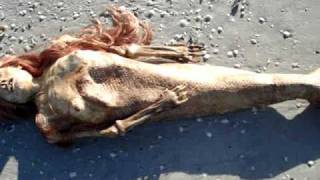 Dead Mermaid Discovered in Florida [upl. by Sothena695]