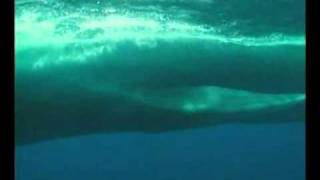 La baleine bleue The Blue whale Balaenoptera musculusflv by naturalmysticlover [upl. by Oiludbo128]