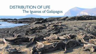 Richard Dawkins Distribution of Life The Iguanas of Galápagos [upl. by Rimidalv657]