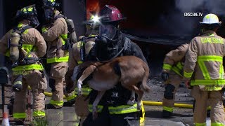 Firefighters Rescue Dogs From Burning Home In Carlsbad [upl. by Pierro900]