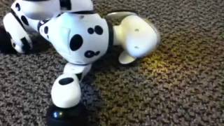 Zoomer the robot dog in action [upl. by Kinnon]