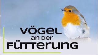 15 häufige Vogelarten an der Winterfütterung  Erkennen und nützliche Infos [upl. by Nylirrej]