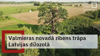 Valmieras novadā zibens trāpa Latvijas dižozolā [upl. by Liakim]