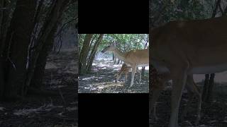 2024 iZeeker iG420 4K Trail Cam 48MP Photos Daytime Samples [upl. by The]