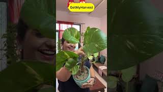 7 Plants with Big Leaves  बड़े पत्तों वाले पौधे shorts [upl. by Ethelda]