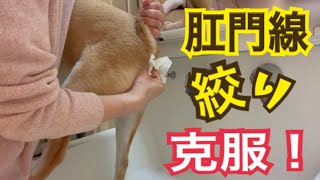 【柴犬 もみさん】肛門腺絞りの失敗になれてしまった犬w Shiba Inu Momisan got used to squeezing anal glands [upl. by Sanson]