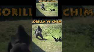 Gorilla vs Chimp What Happened Here gorilla animals [upl. by Elrae800]