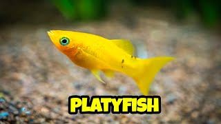 All You Need to Know About Platy Fish 🐟 how to breed platy complete guide [upl. by Ydnyl497]