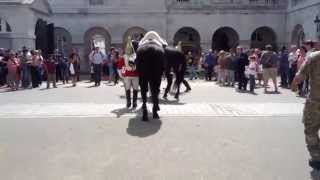 Falling horse during guard change at Whitehall London [upl. by Enomis]