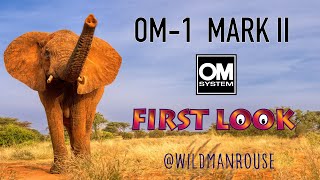 Pro wildlife photographer wildmanrouse tests the new OM1 Mark II showing its amazing AF [upl. by Yelir578]