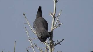 エボシドリの仲間たち TURACOS amp GO AWAY BIRDS [upl. by Noskcire]