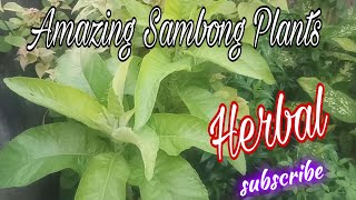 Sambong leaves Benefits [upl. by Girish]