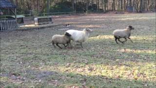 Clinic schapendrijven van Susanne Lejuez met Aislinn februari 2015 [upl. by Ahsimek111]