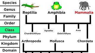 Phylogeny and the Tree of Life [upl. by Puna]