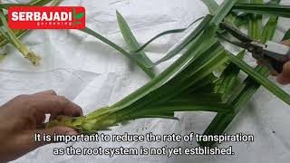 How to Grow Pandan From Stem Cutting [upl. by Angus]