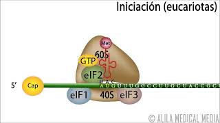 Bioquímica molecular Biología molecular 21 Traducción en eucariotas e inhibidores de la traducción [upl. by Lenahc]