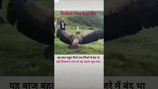 यह बाज बहुत दिन तक गुजरांवाला बंद था यह उड़ाना भूलगया subscribe kar [upl. by Ninetta]