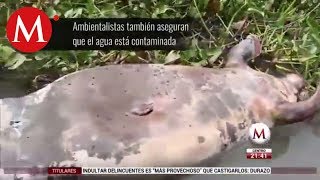 Muerte de manatíes en Tabasco por calor y sequía Semarnat [upl. by Lladnew]