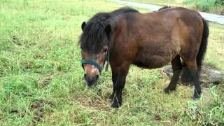 Grußkarten Geburtstag Pferde amp Ponys [upl. by Eenahc]