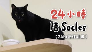 【黃阿瑪的後宮生活】24小時陪Socles！｜24hr陪伴計畫 [upl. by Lehcyar215]