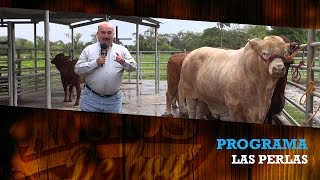 BEEFMASTER RANCHO LAS PERLAS [upl. by Homer624]