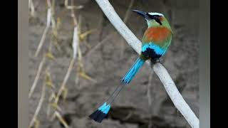 Turquoisebrowed Motmot pictures sound  call and voice🔊 volcanoofbeauty5481 [upl. by Ardnalahs93]