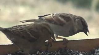 Vrabec domácí Passer domesticus House sparrow [upl. by Akyeluz]