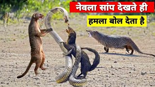 saap aur nevla ki ladai  snake vs mongoose real fight  सांप और नेवले की फाइट [upl. by Quartus]