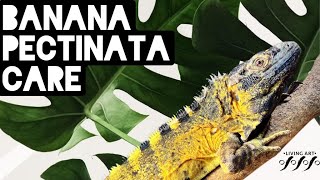 Banana Pectinata Iguana Care [upl. by Bridgette]