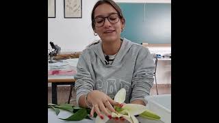 angiospermas  Disección de una flor  ciclodevida de las plantas  bachillerato educación [upl. by Asabi785]