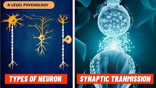 Neurons amp Synaptic Transmission  Excitation amp Inhibition  Biopsychology [upl. by Thera]