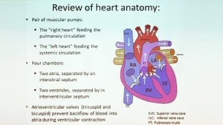 Follow Your Heart Anatomy of the Cardiovascular System Part II [upl. by Shaner502]