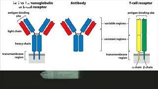 Cells of adaptive immunity amp antibody combat mechanism [upl. by Keare]