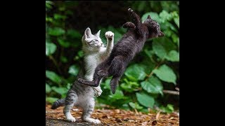 Cat Fight Sound Efect Make a joke to your cat [upl. by Oilalue]