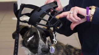 How to Acclimate Your Dog to a Muzzle [upl. by Dennison]