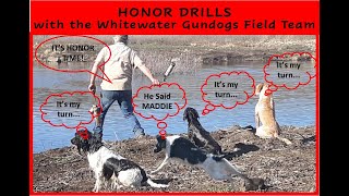 Honor Drills with Breeze2 year old Labrador Retriever and Maddie 4 year old Springer Spaniel [upl. by Mcgannon]