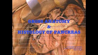 Pancreas Gross amp Histology [upl. by Cynara749]