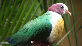 Yellowbreasted FruitDove [upl. by Reuven]