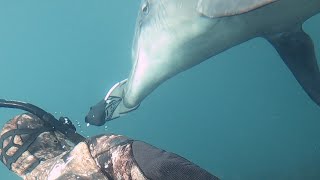 Wild Dolphin does something unbelievable [upl. by Dulcea]