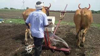 Seed drill on ox [upl. by Aihsila]