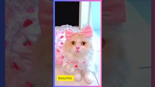 BeautifulCats cutcatvideo cat catlovers animalbeauty catvideos reels shorts viralshorts [upl. by Yoko]