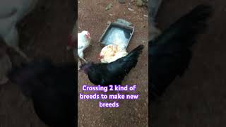 Two different chicken breeds crossing to make new breed viralvideo [upl. by Farrell]